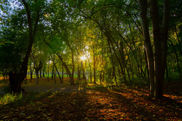 Bright rays of sun make their way through green grass. Autumn forest in sunny weather.