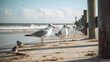 © Jessica - Seagulls on beach dock