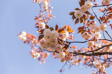 Wall Mural - blossom in spring