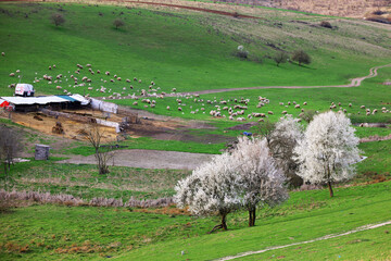 Wall Mural - Beautiful lawn and trees in spring, bright and blooming