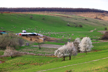 Wall Mural - Beautiful lawn and trees in spring, bright and blooming