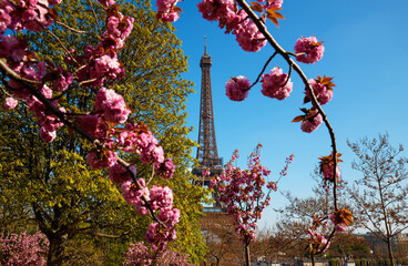 Wall Mural - Cherry blossom flowers in full bloom with Eiffel tower in the background. Paris, France