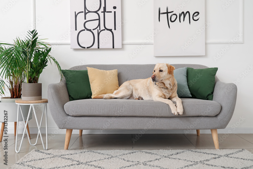 Cute Labrador dog lying on sofa at home