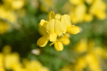 Wall Mural - Common bloom ( Cytisus scoparius ) flowers.
Fabaceae evergreen shrub native to the Mediterranean coast. Flowering season is from April to June. poisonous plant.