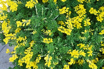 Wall Mural - Common bloom ( Cytisus scoparius ) flowers.
Fabaceae evergreen shrub native to the Mediterranean coast. Flowering season is from April to June. poisonous plant.