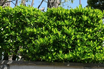 Poster - The sweet viburnum tree hedges. Viburnaceae evergreen tree.   It has the effect of preventing the spread of fire and is used for fire prevention hedges.