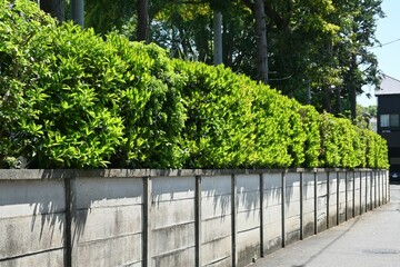 Wall Mural - The sweet viburnum tree hedges. Viburnaceae evergreen tree.   It has the effect of preventing the spread of fire and is used for fire prevention hedges.