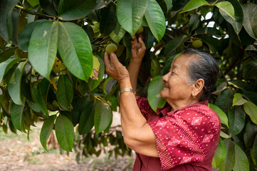 Wall Mural - Old Asian farmer woman holding a mangosteen crate under the mangosteen tree.