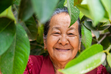 Wall Mural - Old Asian farmer woman holding a mangosteen crate under the mangosteen tree.