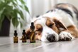 Pet dog taking CBD hemp oil from dropper for anxiety treatment, Generative AI Technology