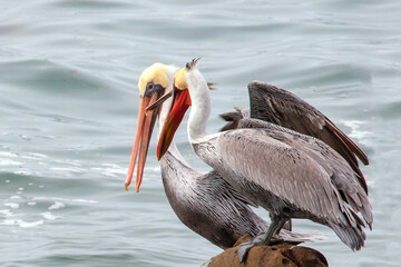 Wall Mural - Two pelicans fighting over a perch in Abalone cove on the central coast of Cambria California United States