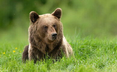 Wall Mural - Wild brown bear ( Ursus arctos )