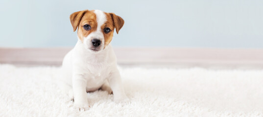 Canvas Print - Cut puppy at home