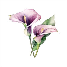 Calla Lily Flower Isolated In White Background. Watercolor Vector For Wedding Invitation, Printing, Sublimation, Mug, Tshirt, Tumbler