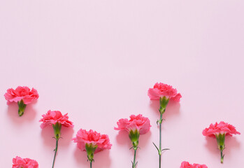 Wall Mural - pink carnation flowers on pink background