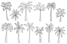Palm vector illustration. Doodle hand drawn line ink style