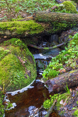 Wall Mural - Running water in a small creek