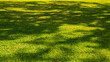 Dappled sunlight on garden lawn