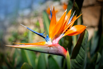 Wall Mural - Strelitzia reginae. Blooming flower of the plant strelitzia close up in the detail