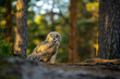 Young Siberian eagle owl (Bubo bubo sibiricus) in a pine forest at sunrise.