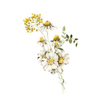 Watercolor Floral Seamless Bouquet. Hand Painted Set Of Green Leaves, Wildflowers, Field Flowers, Chamomile, Daisy Isolated On White Background. Iillustration For Design, Print, Background