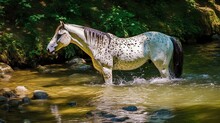 Dappled Appaloosa Horse