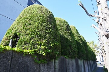 Poster - Juniperus chinensis 'Kaizuka' ( Chinese juniper ) hedges. Cupressaceae evergreen dioecious conifer native to China. It is used as a hedge because it is resistant to exhaust gas and sea breeze.