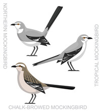 Cute Bird Mockingbird Set Cartoon Vector
