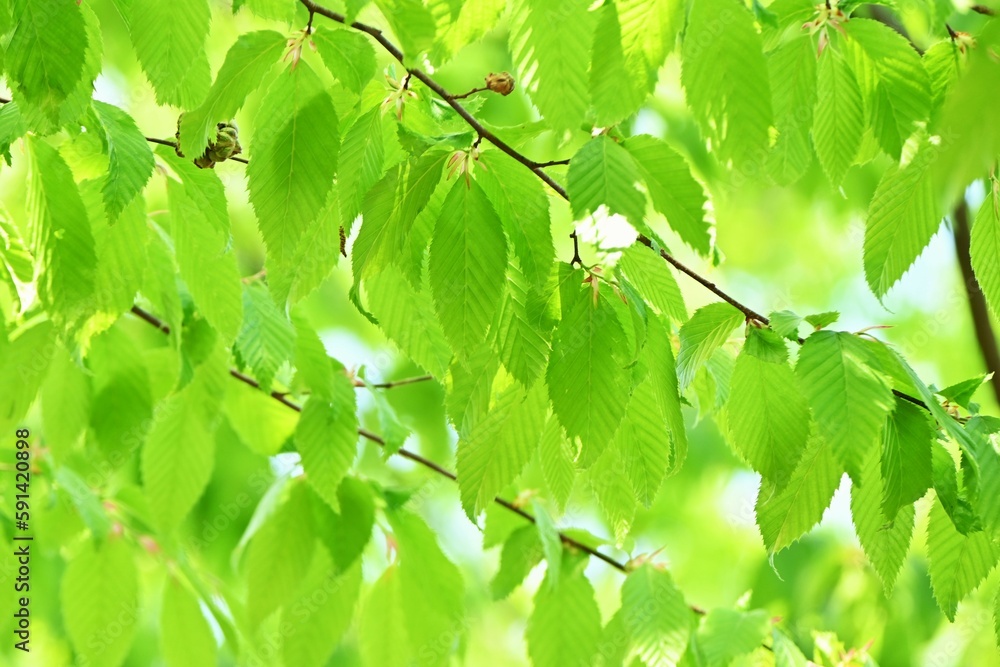 Czonius Tree Chonowski's hornbeam ( Carpinus tschonoskii ) Fresh green. Betulaceae ...