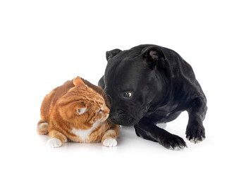 Canvas Print - staffordshire bull terrier and cat