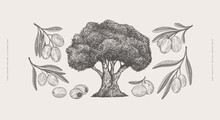 Olive Tree And Its Fruits On Branches In Engraving Style. Hand Drawn Olives And Old Tree. Set Of Elements For Your Design. Vintage Illustration On A Light Isolated Background.