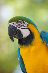 Canvas Print - Vertical close-up of a colorful Ara on a blurred green background