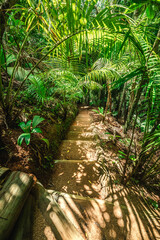 Wall Mural - Downstairs path in the jungle in Praslin island