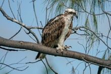 Closeup Of An Osprey Perched On A Branch Of A Tree