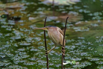 Closeup of a Yellow bittern perched on a plant in a pond