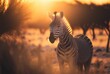 a zebra standing on the grass in a field at sunset