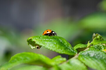 Sticker - a lady bug sitting on top of green leaves of plant