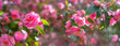 Japanese Camellia flowers, Camelia Japonica in the springtime garden with nice bokeh background