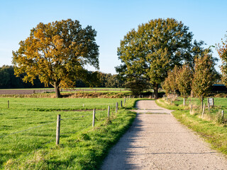 Wall Mural - Footpath and meadows in countryside near Ootmarsum, Overijssel, Netherlands