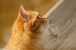 Red cat face profile
