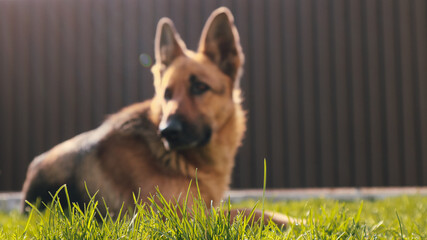 German shepherd dog lying on green grass out of focus. Blurred photo