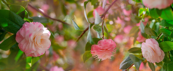 Wall Mural - Japanese Camellia flowers, Camelia Japonica in the springtime garden with nice bokeh background