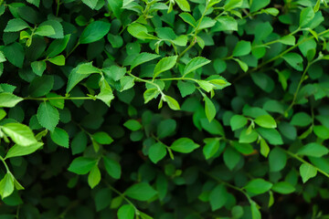 Wall Mural - Green Leaves background, forest leaf background