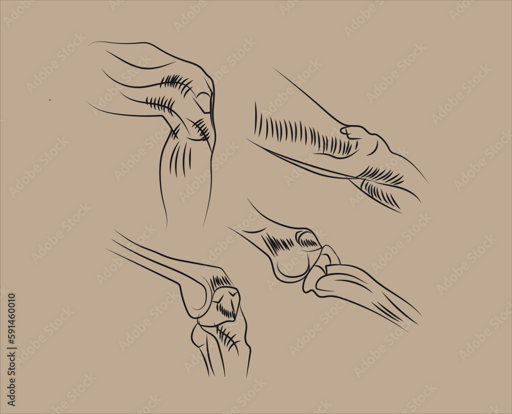 human knee anatomy muscles vector illustration Stock Vector | Adobe Stock