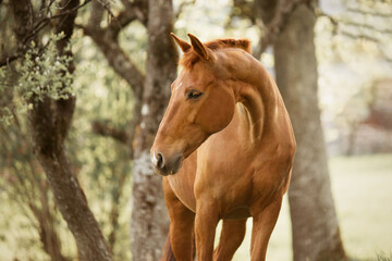 portrait of a brown horse white in spring