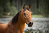 Fototapeta Konie - portrait of a brown horse in nature