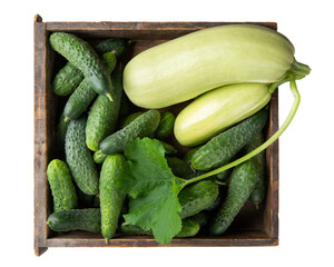 Wall Mural - Freshly picked cucumbers and zucchini in wooden box isolated. Top view.