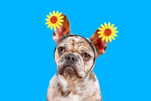 Merle French Bulldog Dog Wearing Sunflower Headband On Blue Background