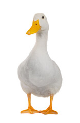 Sticker -  white duck isolated on a transparent background.