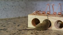 House Mouse Trapped In Spring Bar Mousetrap